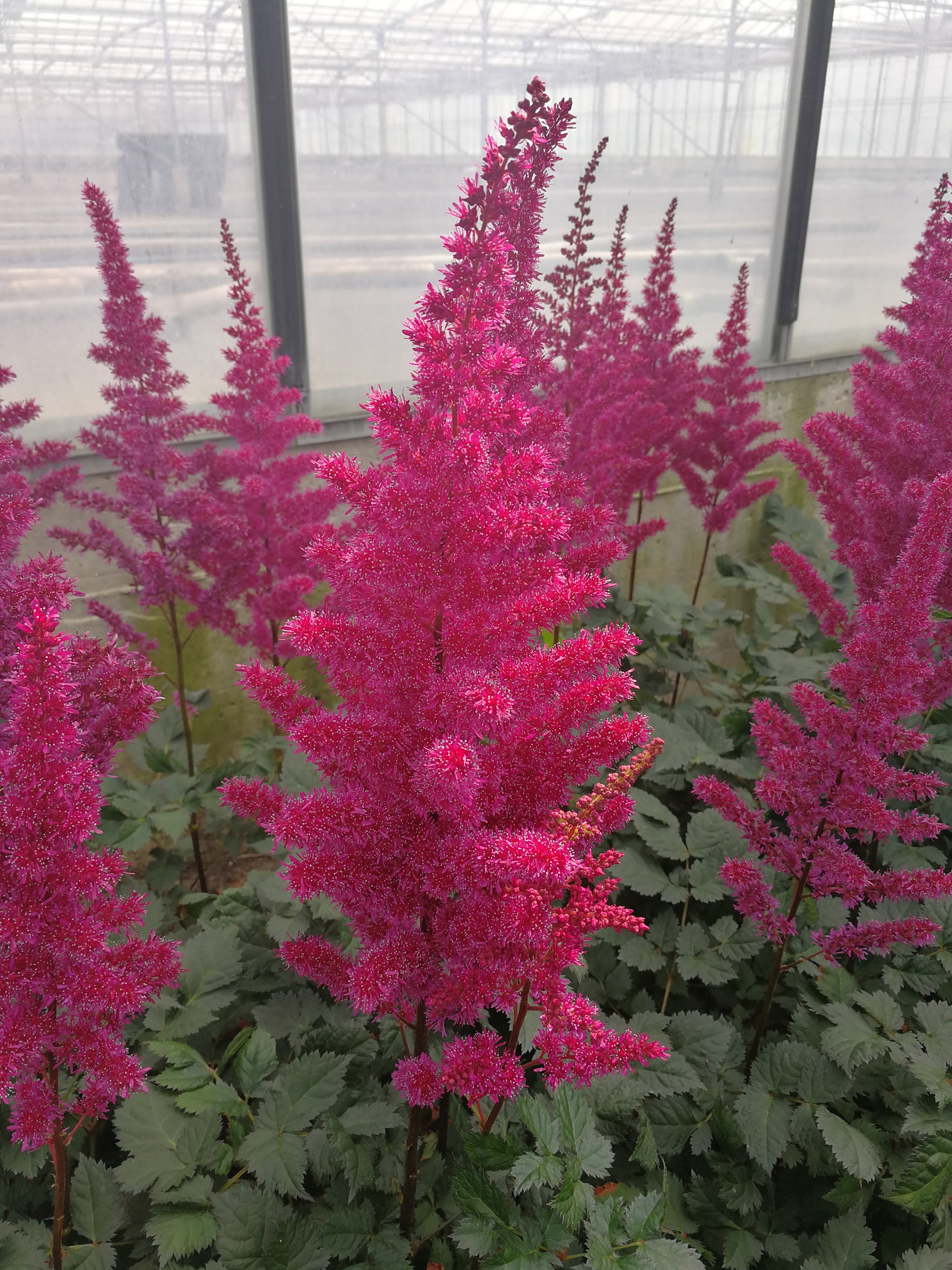 Astilbe chinensis 'Vision Vulcano'